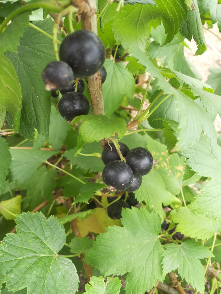 Репис дикая смородина