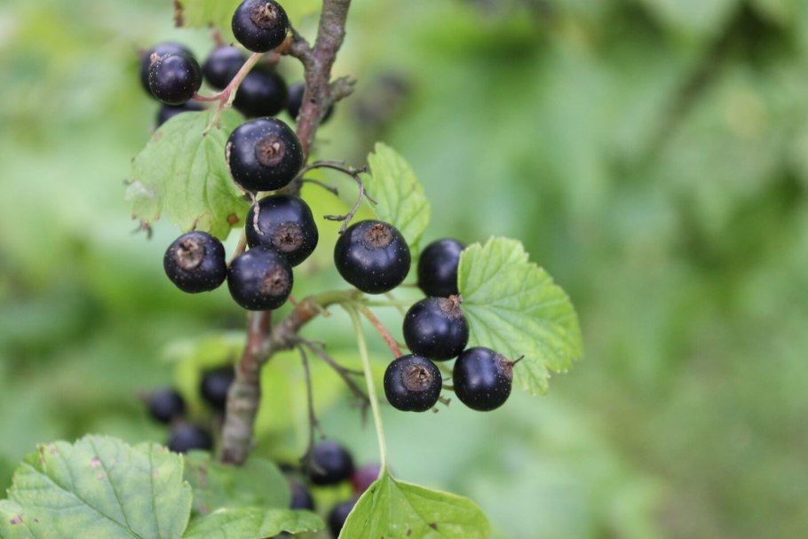Черная смородина
