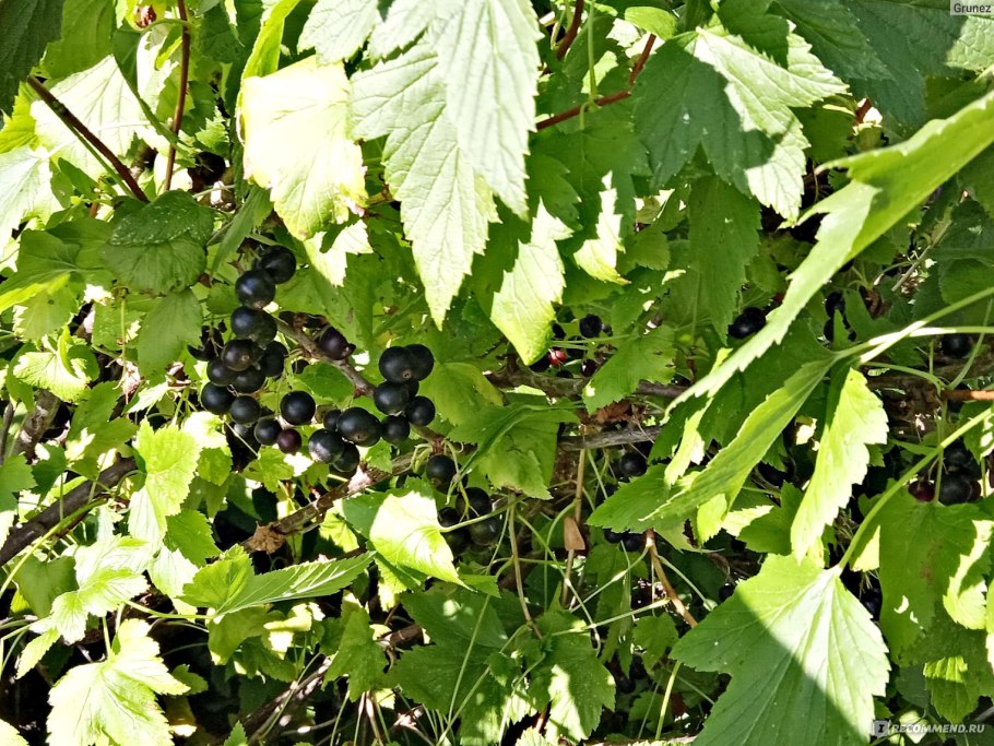 Плантация черной смородины