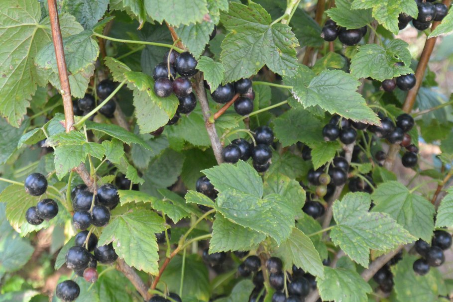 Смородина черная – ribes nigrum