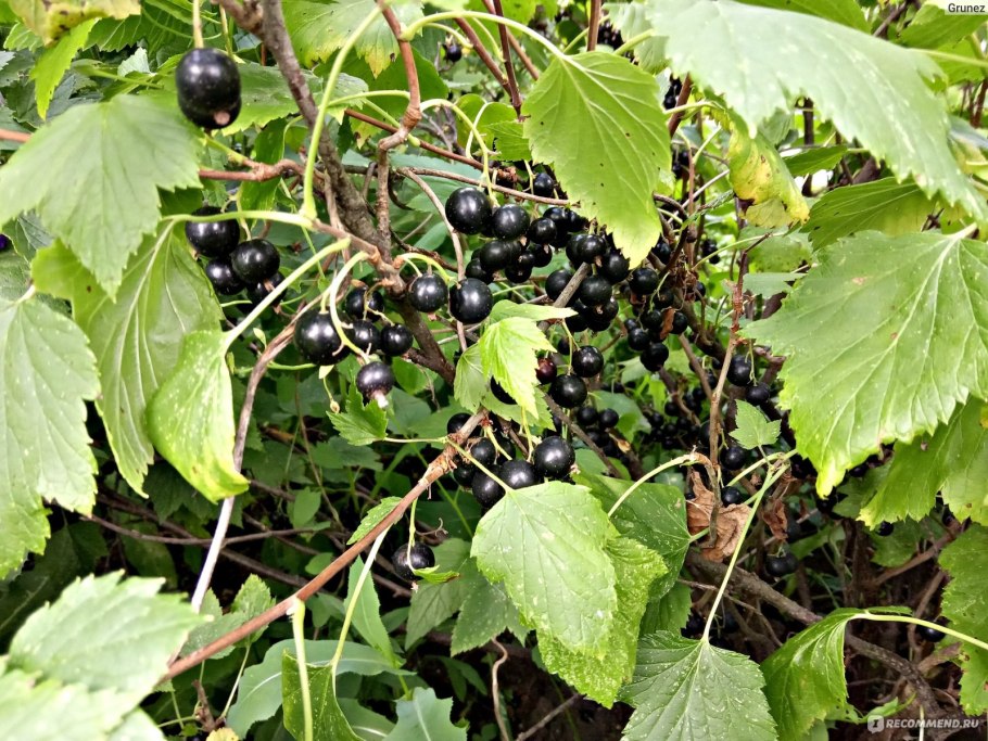 Значение смородины в природе