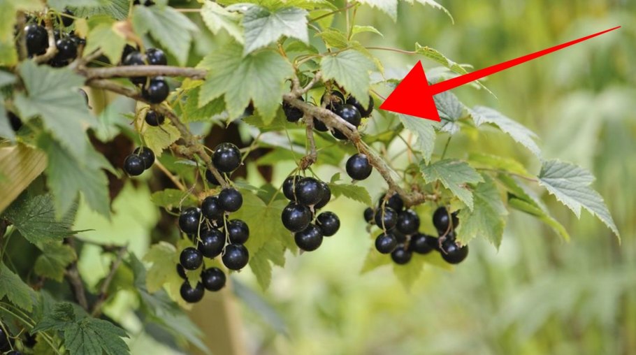 Черная смородина после дождя фото