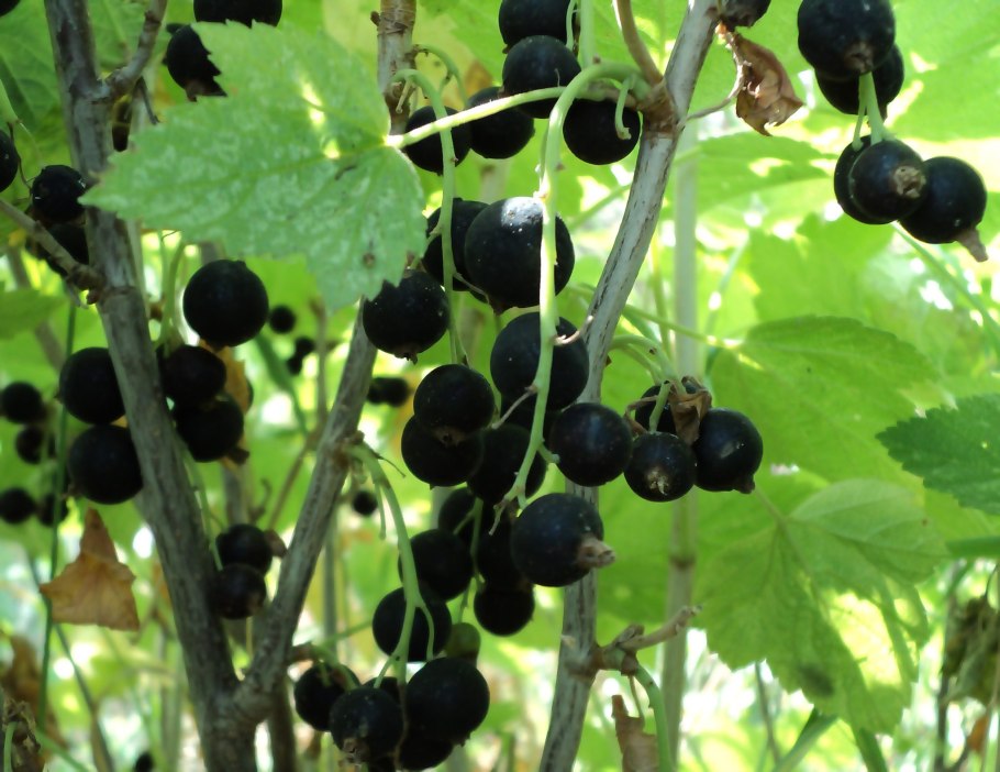 Смородина добрый Джин