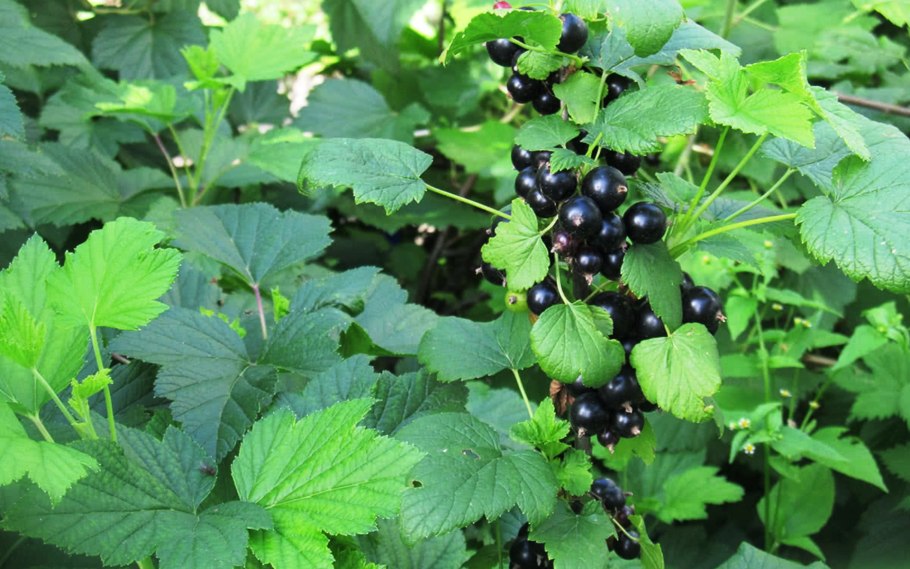 Смородина черная гулливер