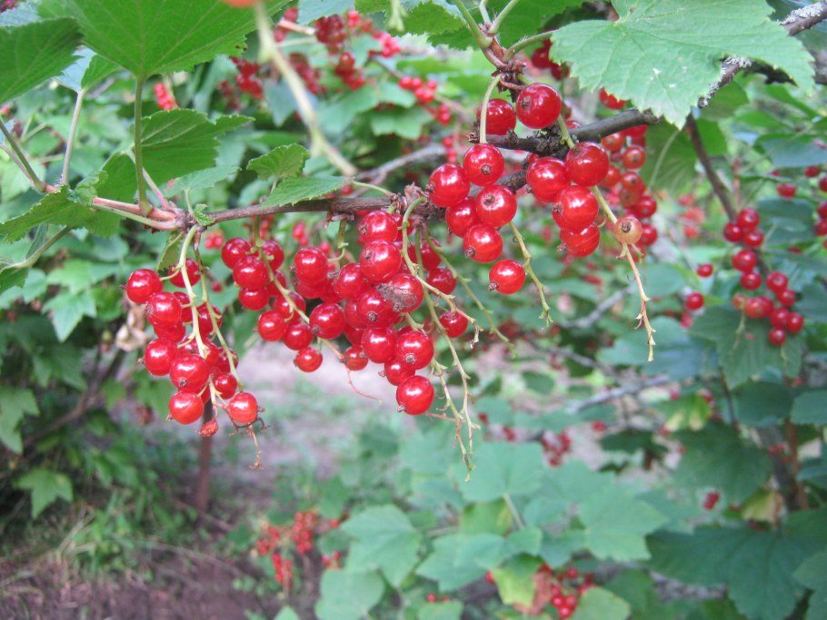 Смородина рядом с парником