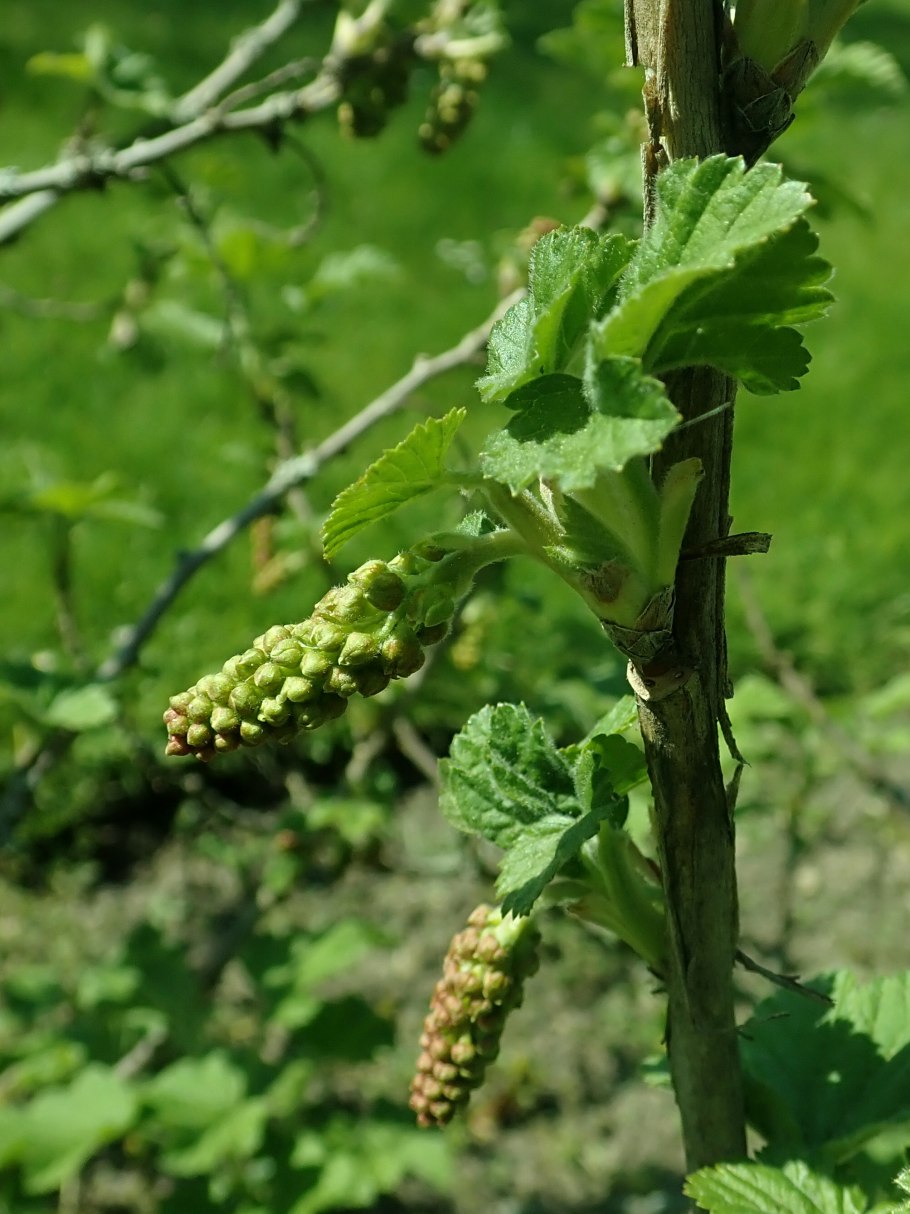 Ribes multiflorum