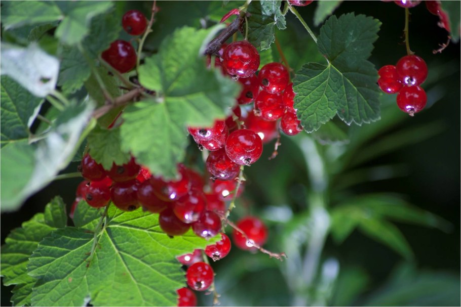 Смородина в саду