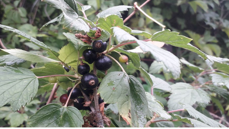Черная смородина сорт лентяй