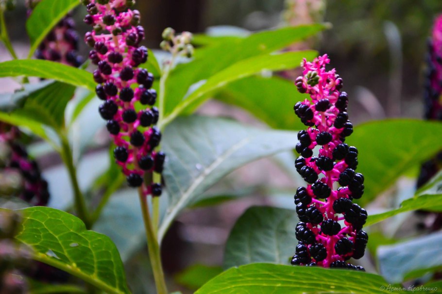 Лаконос куст