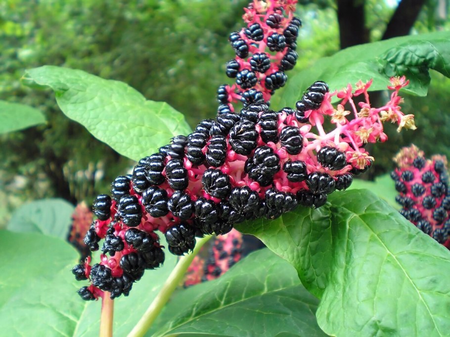 Лаконос куст