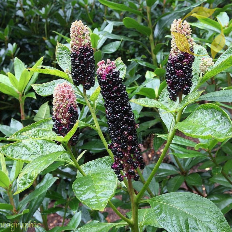 Phytolacca americana