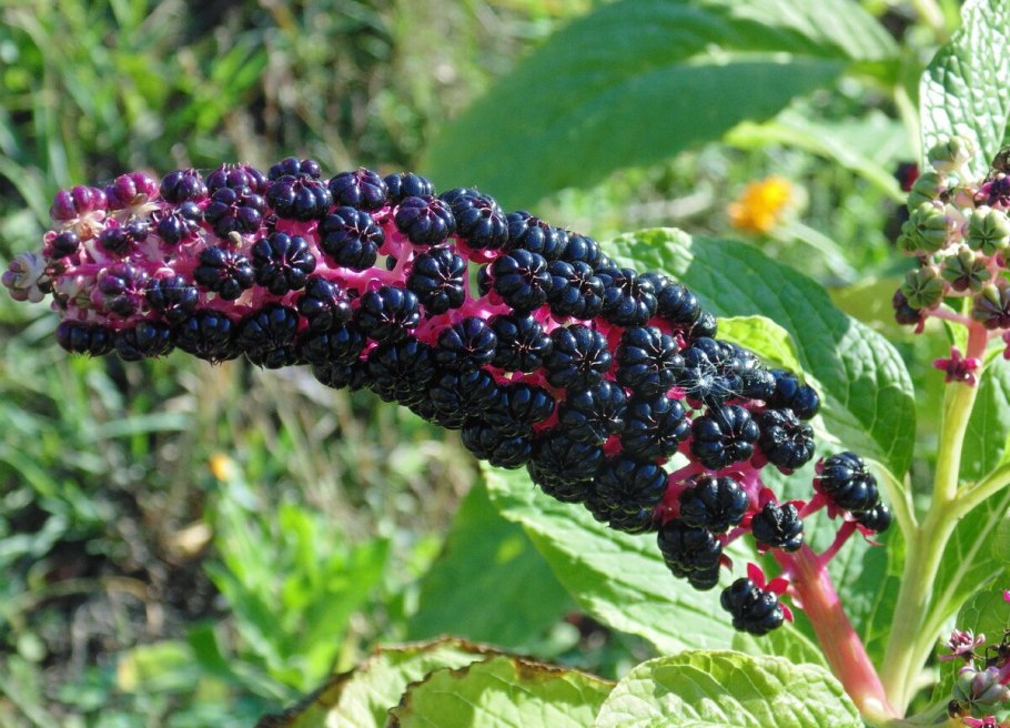 Лаконос американский фитолакка