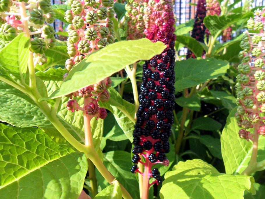 Лаконос канадский