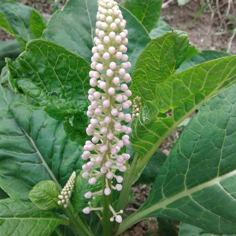 Фитолакка лаконос