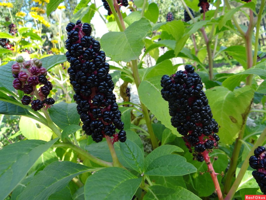 Лаконос костянковый фитолакка костянковая