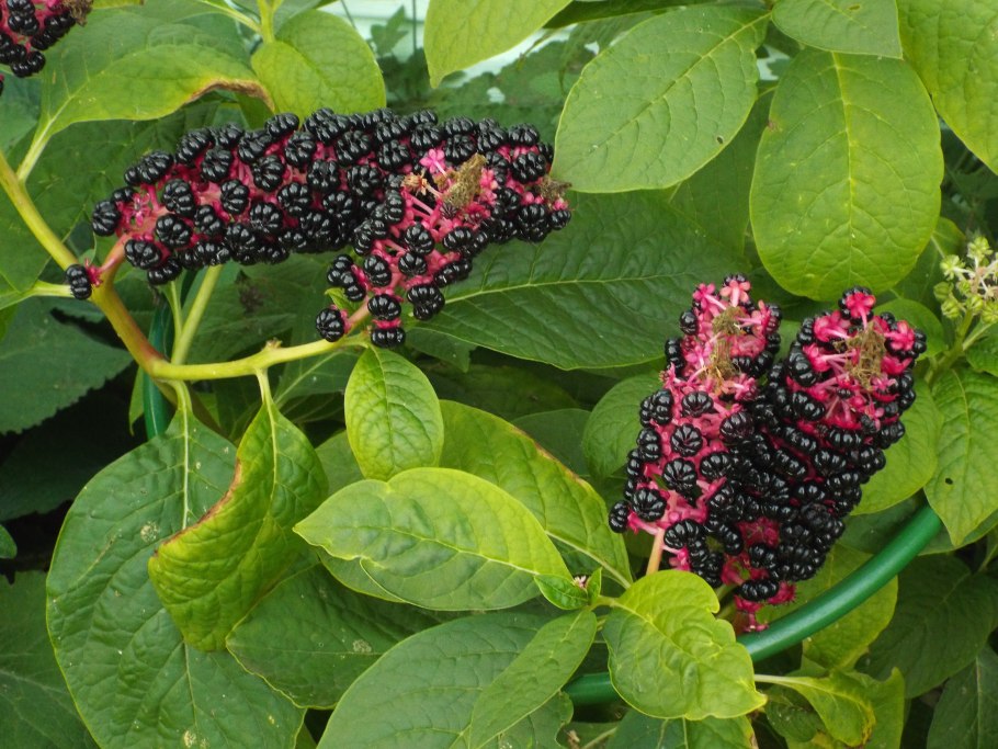 Лаконос американский фитолакка