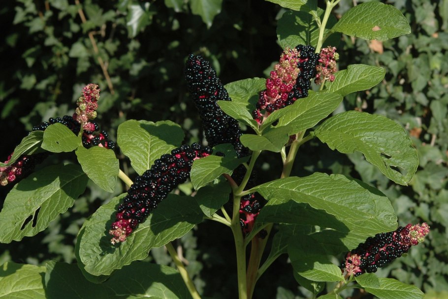 Phytolacca acinosa