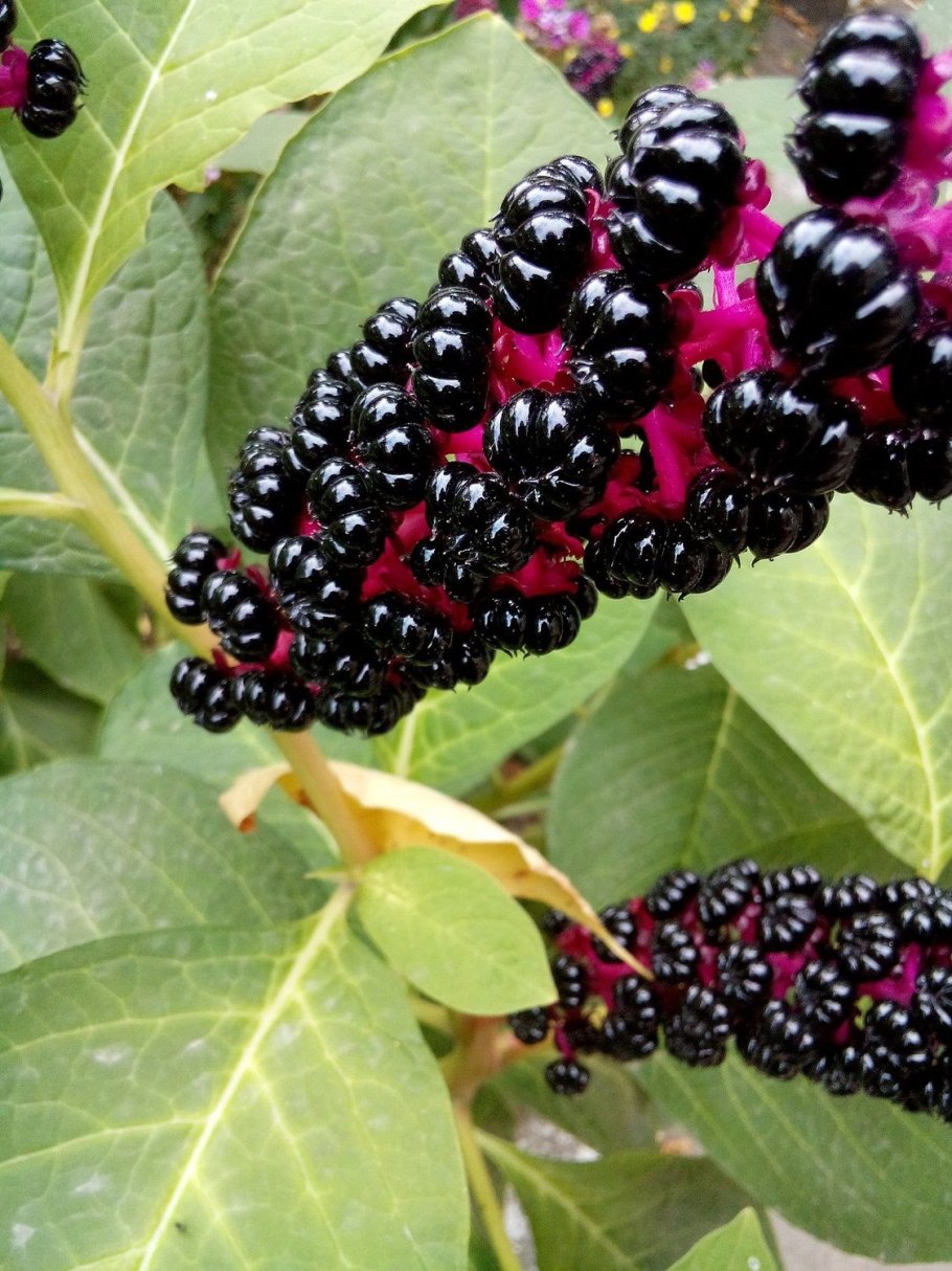 Лаконос куст