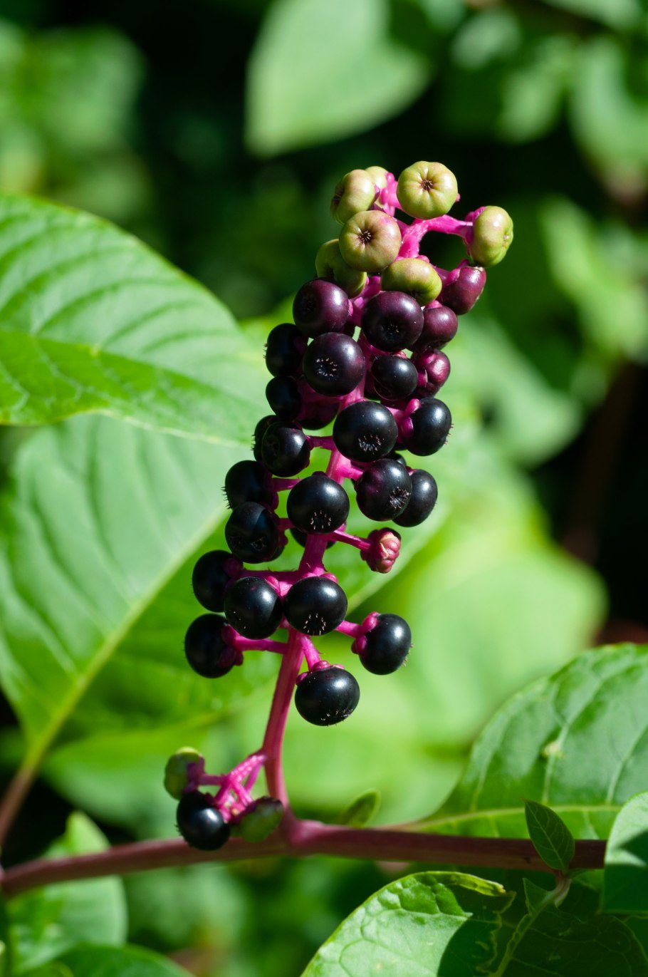 Phytolacca (лаконос американский)