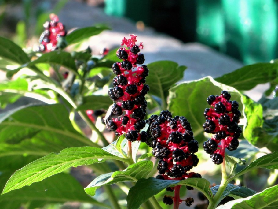 Фитолакка (Phytolacca Americana)
