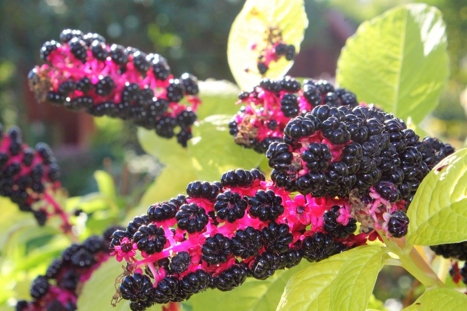 Лаконос фитолакка костянковая