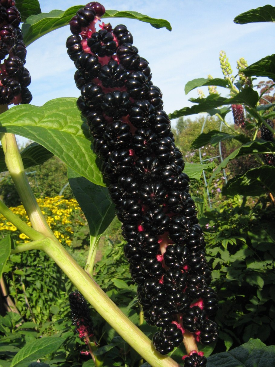 Фитолакка лаконос