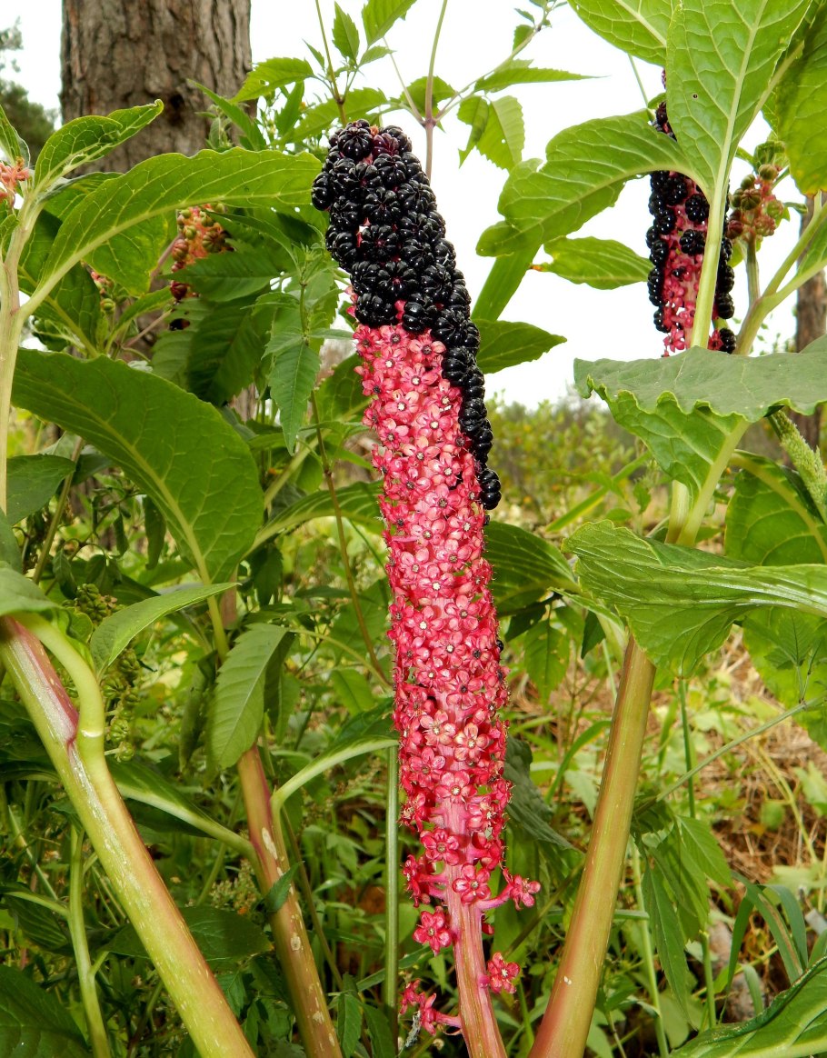 Фитолакка лаконос