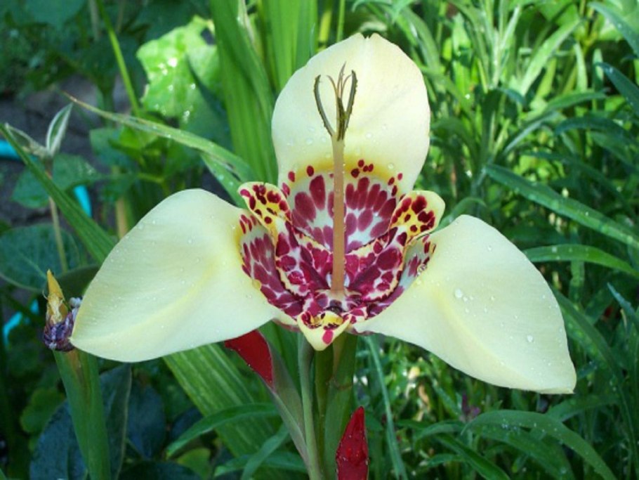 Тигридия Альба грандифлора