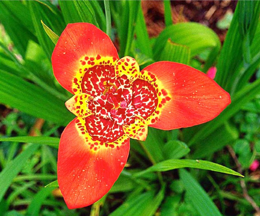 Тигридия Альба грандифлора