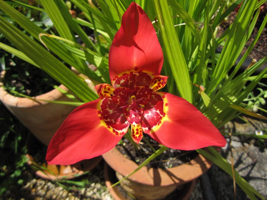 Тигридия Павлинья Вайт