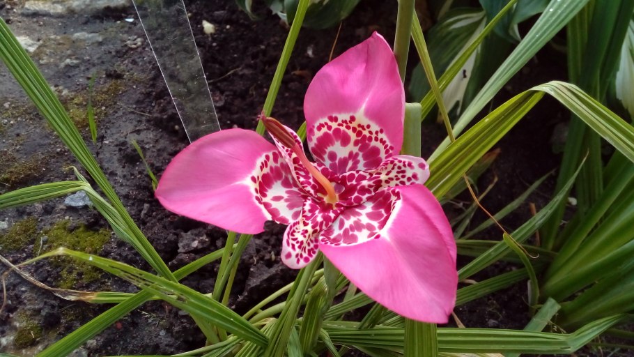 Тигридия Павлинья