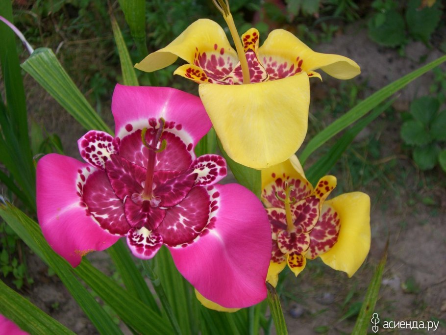 Тигридия канариенсис