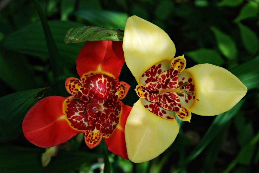 Tigridia Pavonia (Тигридия