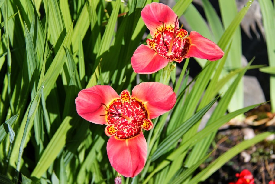 Тигридия Ауреа