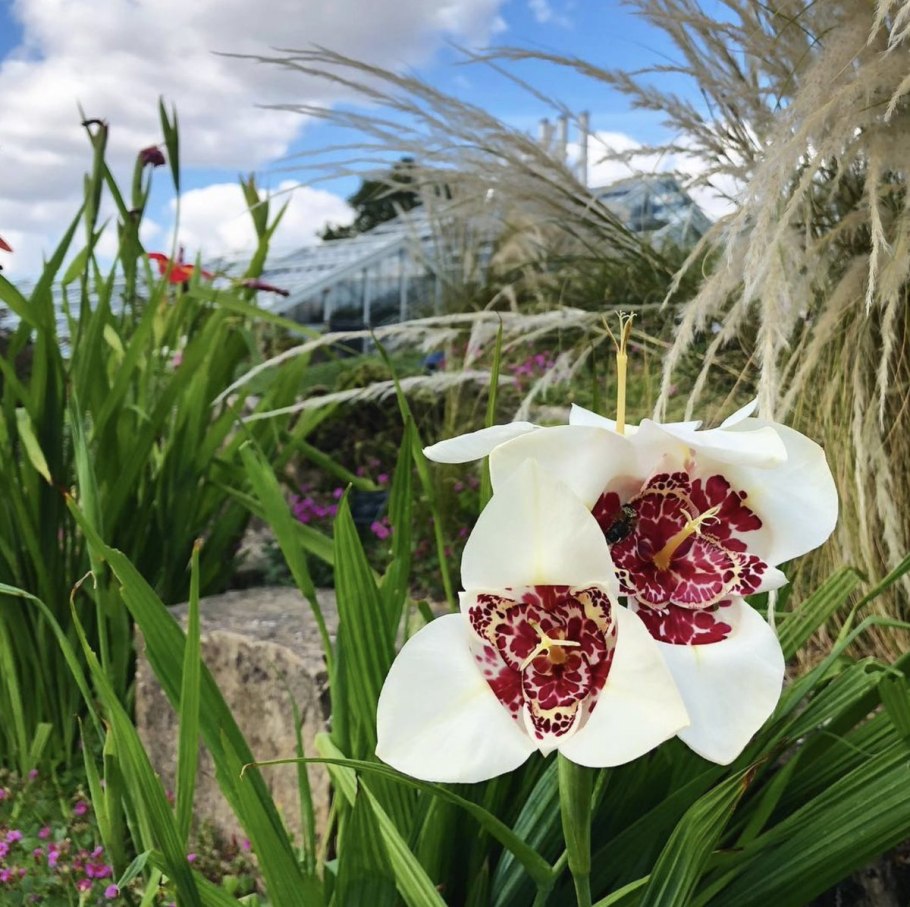 Тигридия Альба