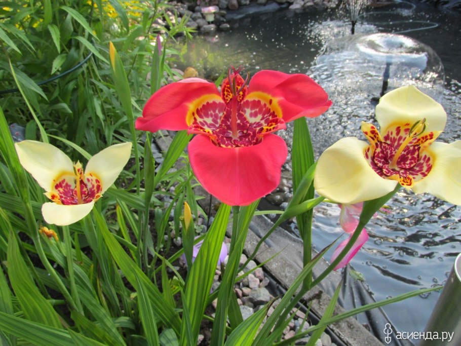 Тигридия Ауера