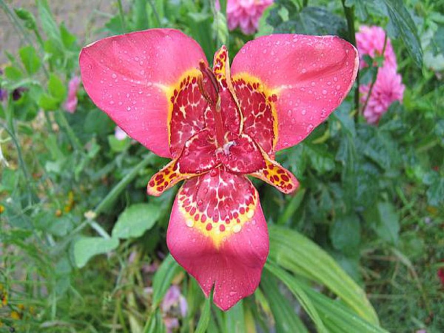 Тигридия Павлинья