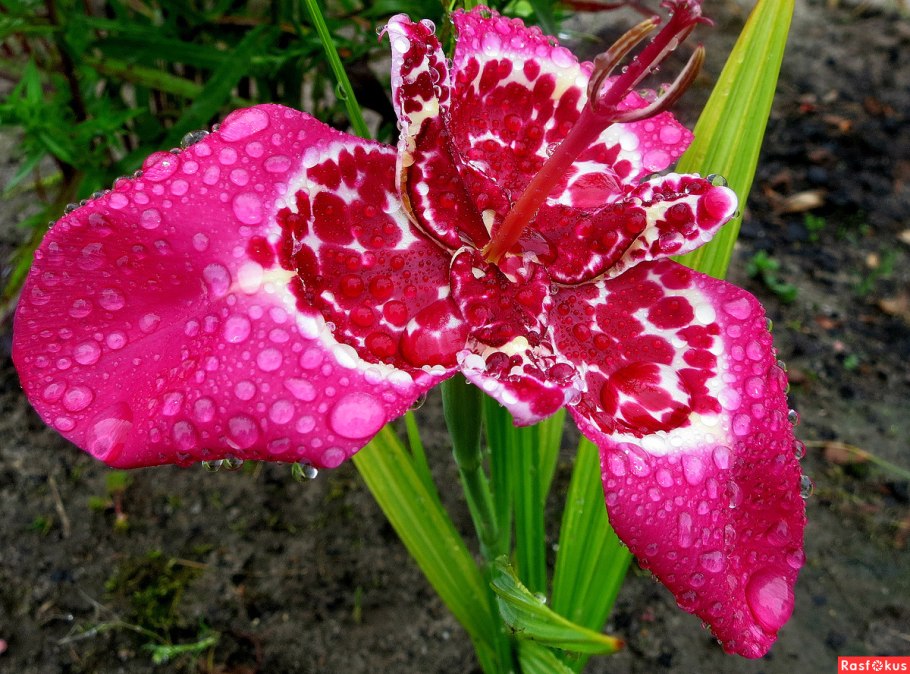 Тигридия Павлинья