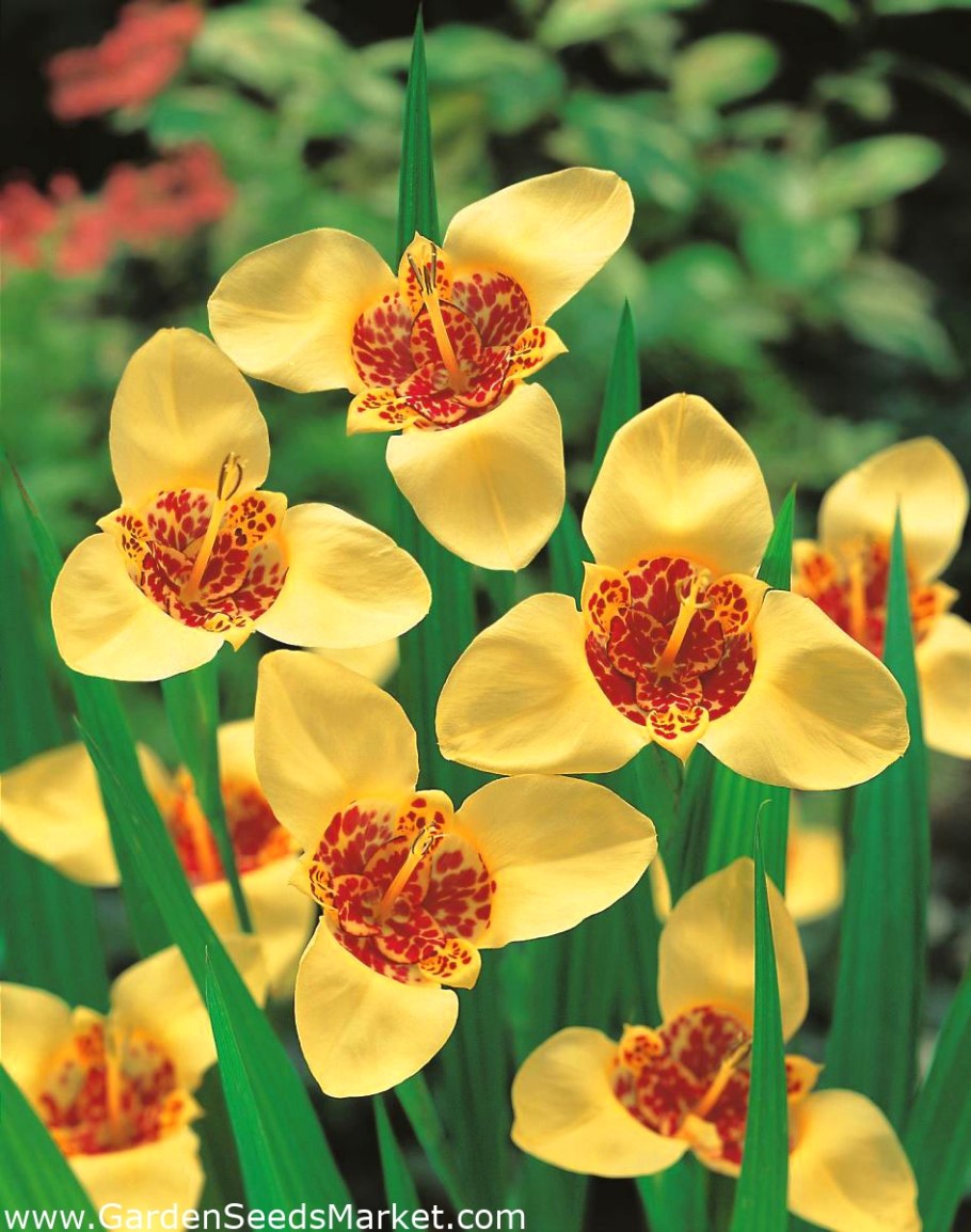 Тигридия разноцветная