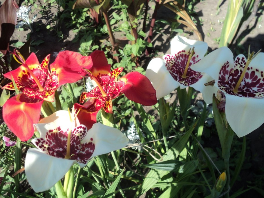 Тигридия смесь