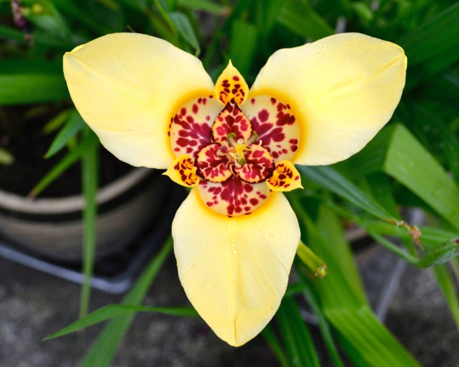 Тигридия павлинья йеллоу