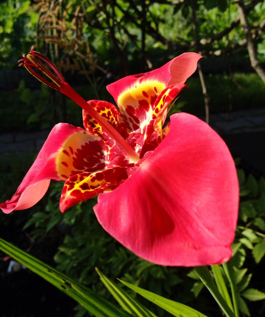 Тигридия Феррария