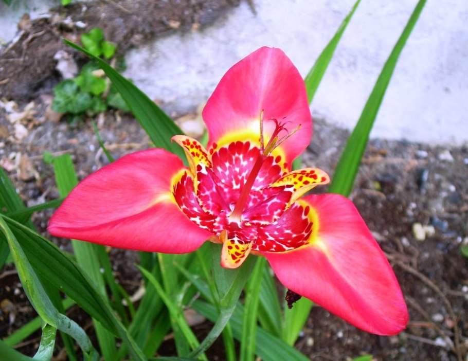 Тигридия Павлинья Йеллоу