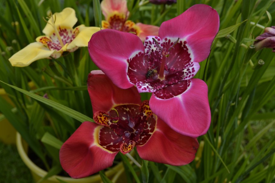 Тигридия Павлинья