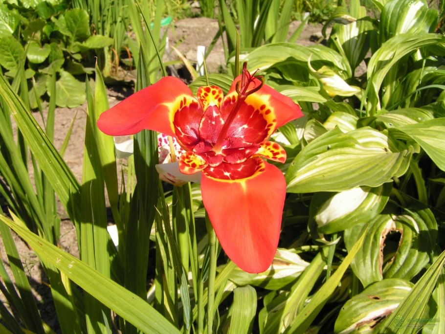 Тигридия Павлинья