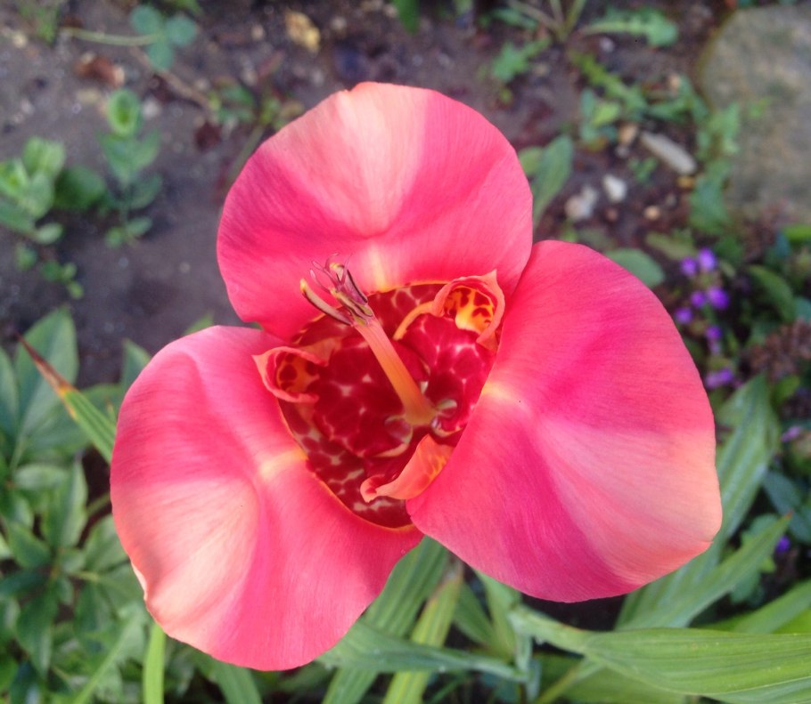 Тигридия разноцветная