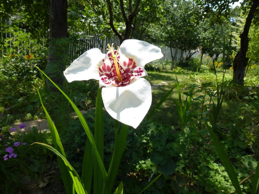 Тигридия Pavonia Aurea