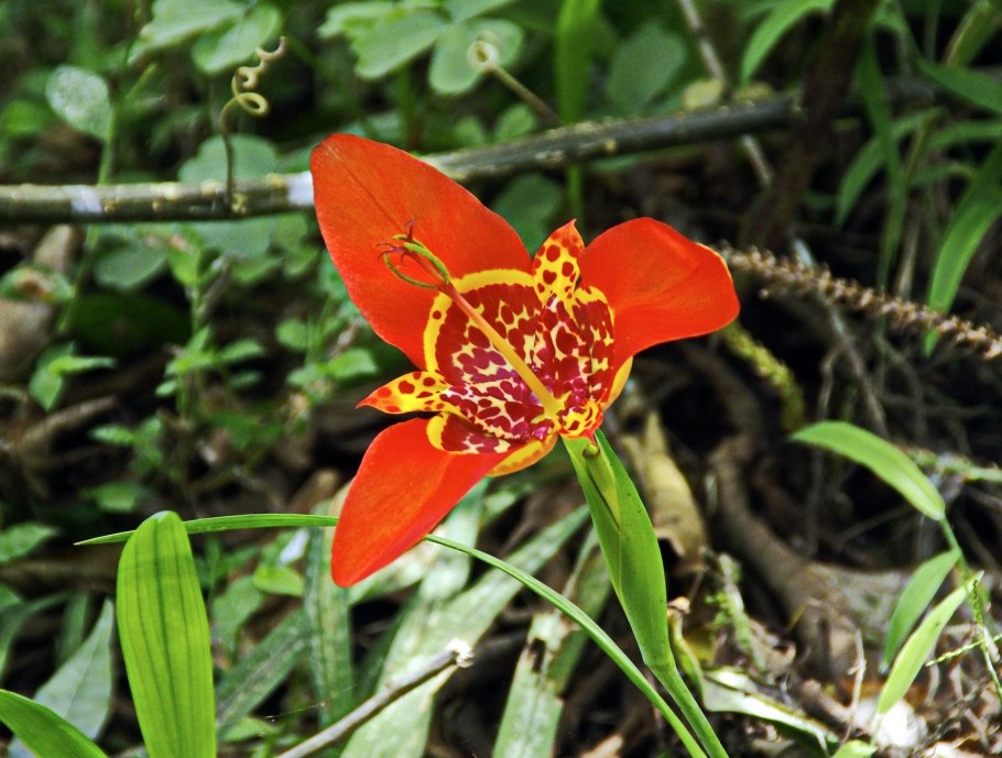 Тигридия Лилак