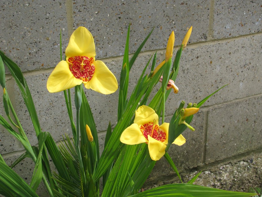 Тигридия павлинья