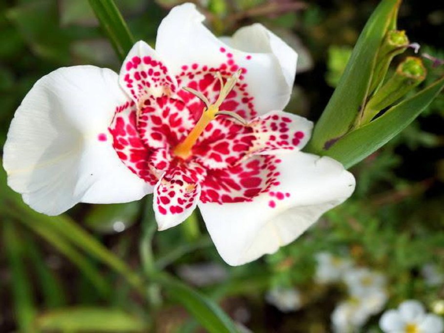 Тигридия Феррария